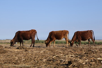 Cows eating and resting in a field in Limassol Akrotiri