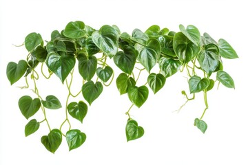 Heartleaf philodendron plant isolated on white background