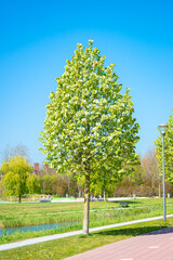 Single linden or basswood tree (Tilia) with silvery green leaves against a blue sky
