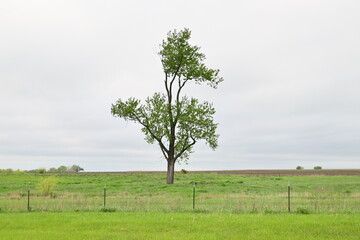 Fototapeta premium Lone Tree in a Field
