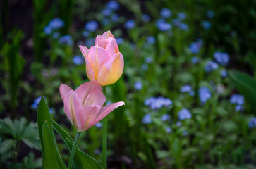 Delicate tulips blooming against the background of forget-me-nots in the garden.