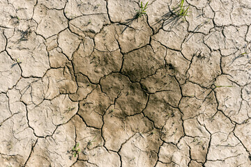 Small Plants Growing In Dry Cracked Soil - Drought