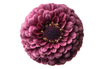 Assorted magenta gerbera flower head isolated on transparent background.