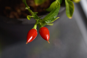 mini piments rouges