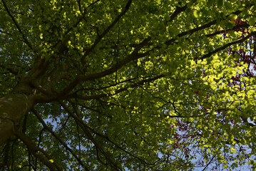 feuillage, arbre et forêt