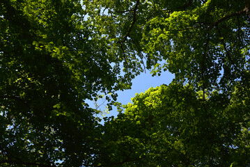 feuillage, arbre et forêt