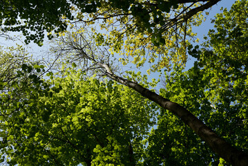 feuillage, arbre et forêt