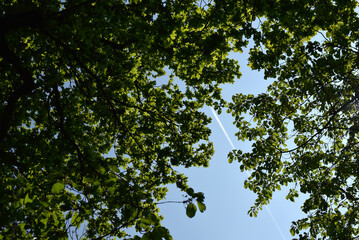 feuillage, arbre et forêt, trace avion dans le ciel