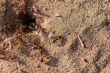 Macro shot of active ants working near their nest. Taken in Northern Cyprus. Wild nature and insect teamwork.