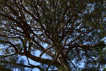 feuillage, arbre et forêt, acrobranche