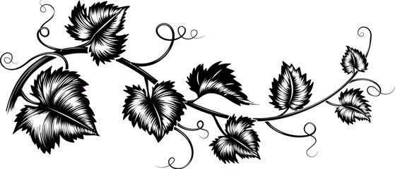 Grapes leaves branch engraving © vectortatu
