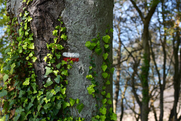 marquage arbre, randonnée