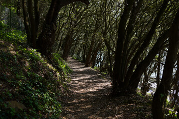 chemin et ombres arbres