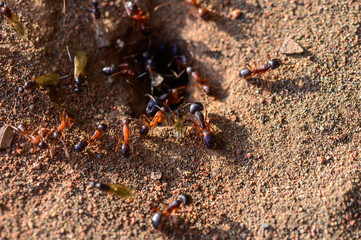Ant colony at nest entrance, Cyprus nature