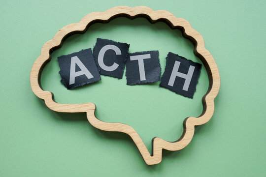 Brain and adrenocorticotropic hormone ACTH. Stress response.