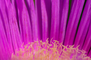 Obraz premium Carpobrotus Edulis Fruit and Leaves Close-Up