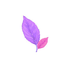 purple leaf icon isolated without background