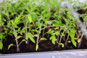 Healthy green seedlings in nursery pots ready for transplanting, ideal for gardening and agriculture content