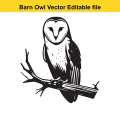 Barn Owl sitting on a dead tree branch