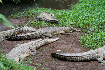 A group of crocodiles are laying on the ground in a grassy area