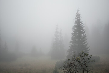 Mountain forest in fog, Zakopane, Poland. Pine trees in fog, mountain landscape,  tatra national park, nature landscape outdoor. Misty foggy mountain landscape with fir forest and copyspace.