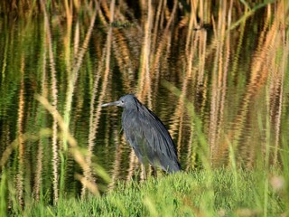 A majestic black heron stands near a reflective shore surrounded by green marsh grass and water reeds