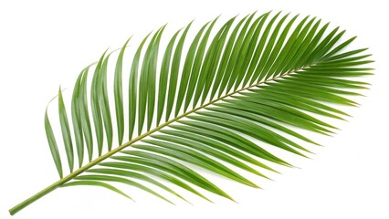 Obraz premium fern leaf isolated on white background