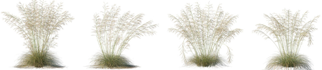 Set of Deschampsia cespitosa (commonly known as tufted hairgrass or tussock grass) isolated frontal png on a transparent background perfectly cutout
