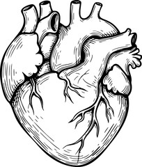 Detailed black and white anatomical illustration of a human heart with labeled structures. Isolated sketch cnc png Vintage-style drawing ideal for medical and educational purposes, engraving, tattoo