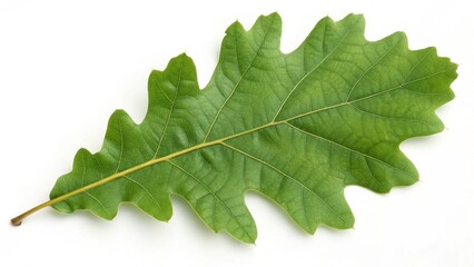 Single Green Oak Leaf Isolated on White Background