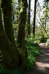 path in the forest