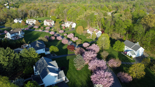 Cherry blossom flowers blooming in a residential community in Garnet Valley, suburb of Philadelphia, Pennsylvania