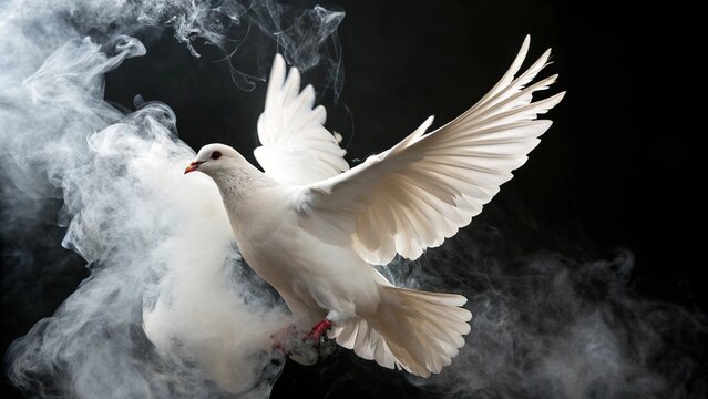 white dove flying in the sky