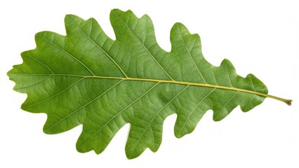 Single Green Oak Leaf Isolated on White Background