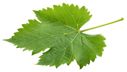 Single Fresh Green Grape Leaf Isolated on Black Background