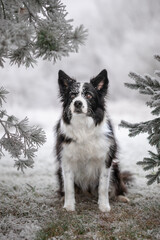 Vertical Portrait of Black and White Dog with Coniferous Tree. Border Collie with Frost Plant during Winter Season.
