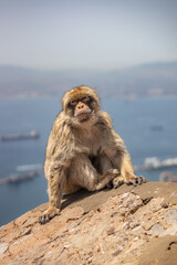 Barbary Macaque Portrait with Blurred Sea Background in Gibraltar. Furry Monkey Sits on Stone Outside.