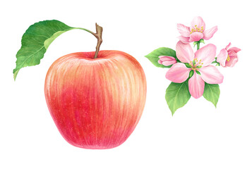 Beautiful juicy ripe red apple with apple blossom on white background. Watercolor painting