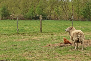 Schaf und Huhn auf einer Wiese