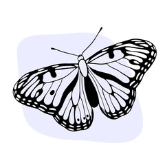Beautiful butterfly insect in black contour. Beauty nature and wildlife. Summer and spring hand-drawn decorative elements