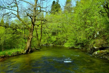 Beautiful Rak river flowing through a deciduous, broadleaf, temperate forest in Notranjska, Slovenia in springtime