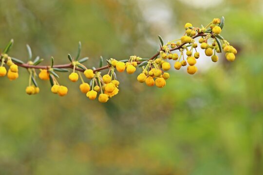 Schmalbl&auml;ttrige Berberitze (Berberis stenophylla)