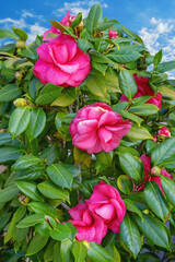 Beautiful bright pink flowers of camellia in garden  against blue sky