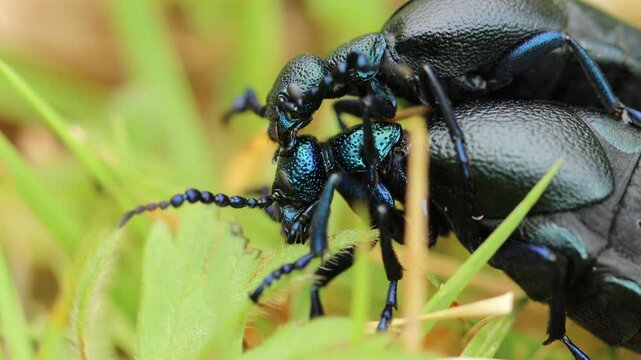 Paarung des Schwarzblauen &Ouml;lk&auml;fers (Meloe proscarabaeus) im Gras