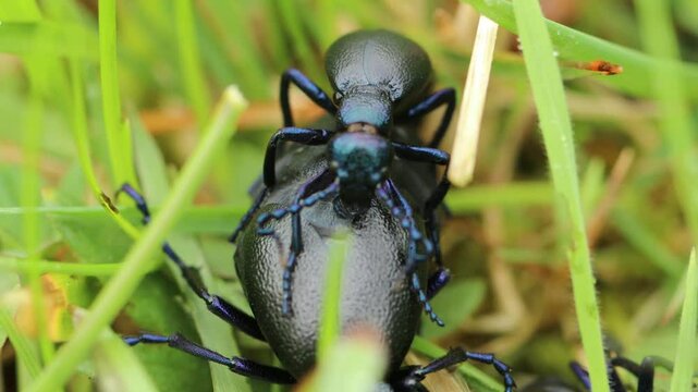 Paarung des Schwarzblauen &Ouml;lk&auml;fers (Meloe proscarabaeus) im Gras