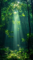 Obraz premium Beaming light woodland serenity high resolution hd image