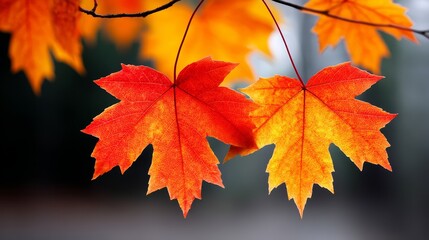 Fototapeta premium Autumn Maple Leaves Background - Two vibrant red and orange maple leaves on a branch against a blurred dark background. Perfect for autumn themes