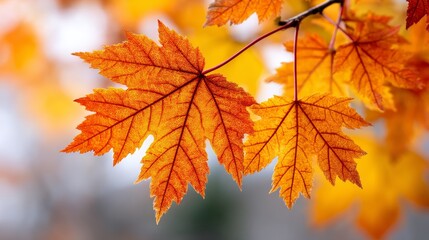 Autumn Maple Leaves Branch - Close-up of vibrant orange and yellow maple leaves on a branch, showcasing autumn foliage
