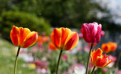 red and yellow tulips