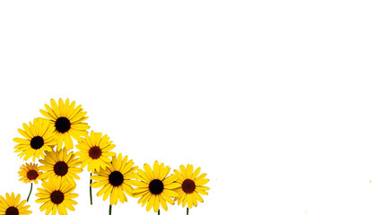 Bright Yellow Daisy Flowers on Black Background Isolated Botanical Design